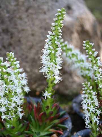 Orostachys japonicus