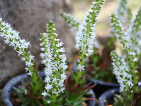 Orostachys japonicus