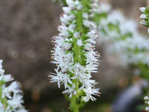 Orostachys japonicus