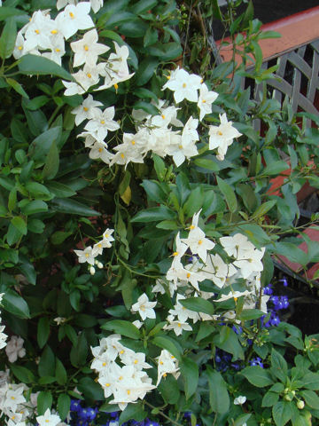 Solanum jasminoides