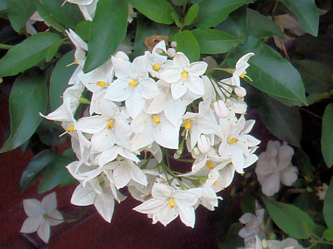 Solanum jasminoides