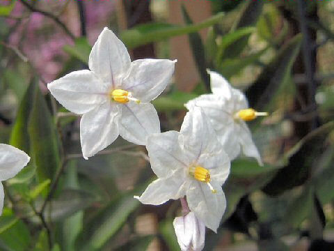 Solanum jasminoides