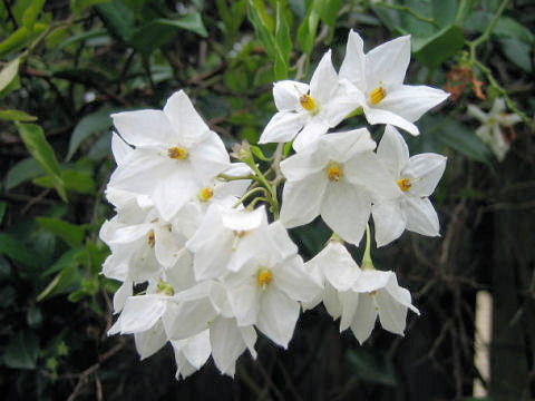 Solanum jasminoides