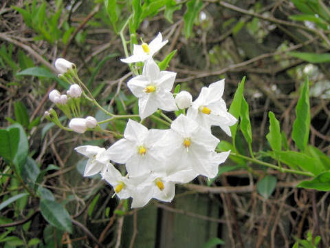 Solanum jasminoides