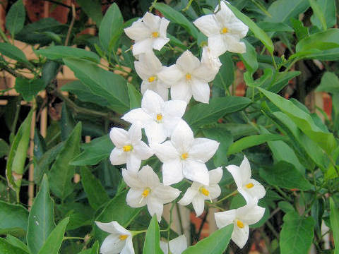 Solanum jasminoides