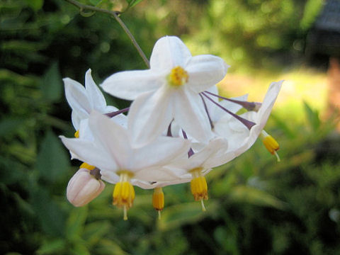 Solanum jasminoides