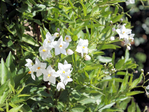 Solanum jasminoides