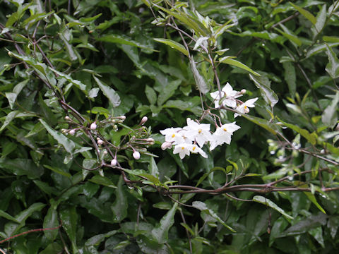 Solanum jasminoides