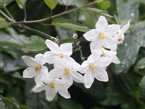 Solanum jasminoides