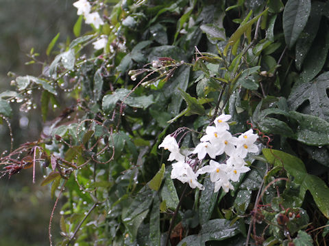 Solanum jasminoides