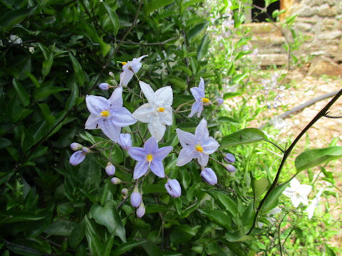 Solanum jasminoides