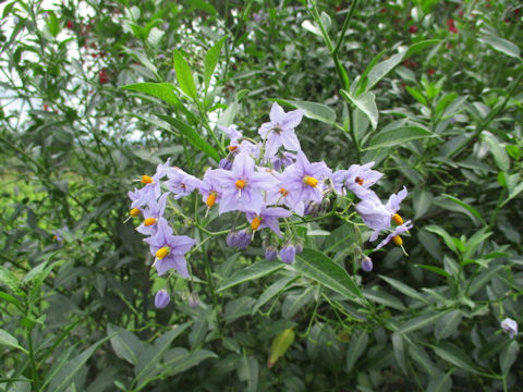 Solanum jasminoides