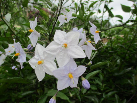 Solanum jasminoides