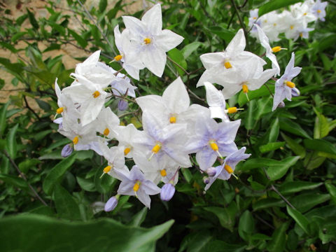 Solanum jasminoides