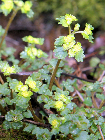 Chrysosplenium flagelliferum