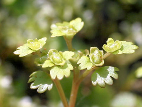 Chrysosplenium flagelliferum