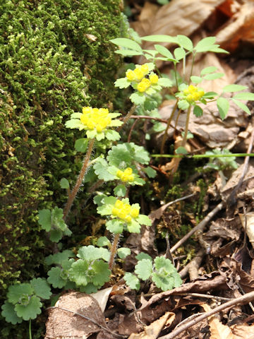 Chrysosplenium flagelliferum