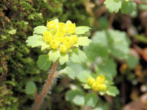 Chrysosplenium flagelliferum