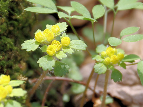 Chrysosplenium flagelliferum