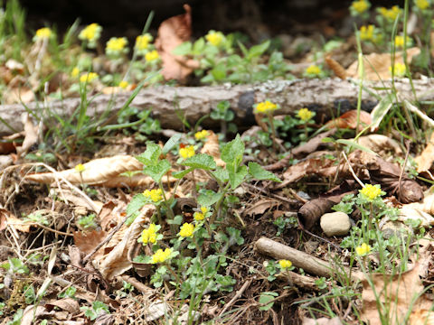 Chrysosplenium flagelliferum