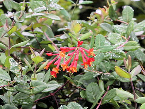 Lonicera sempervirens