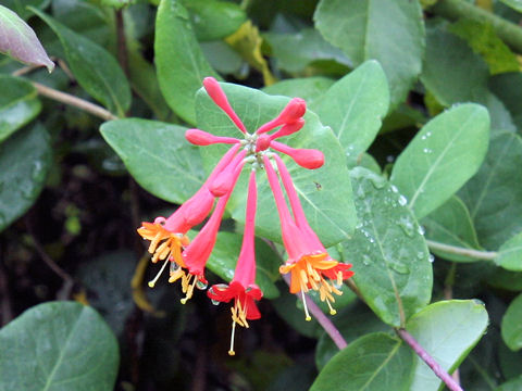 Lonicera sempervirens