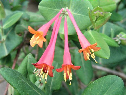 Lonicera sempervirens