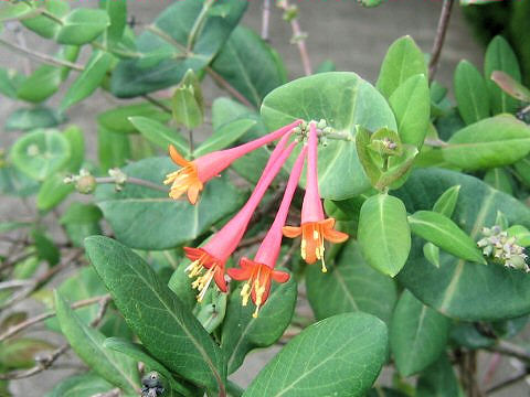 Lonicera sempervirens