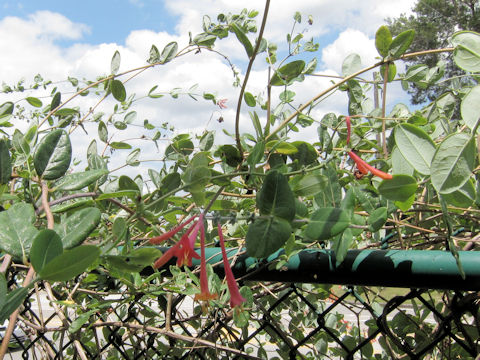 Lonicera sempervirens