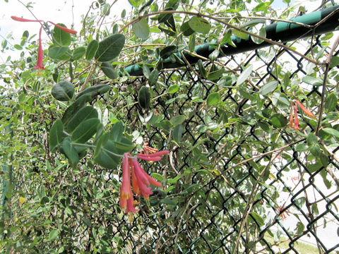 Lonicera sempervirens