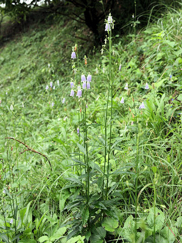 Adenophora triphylla