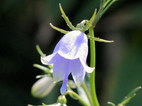 Adenophora triphylla