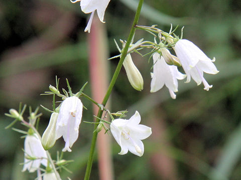 Adenophora triphylla