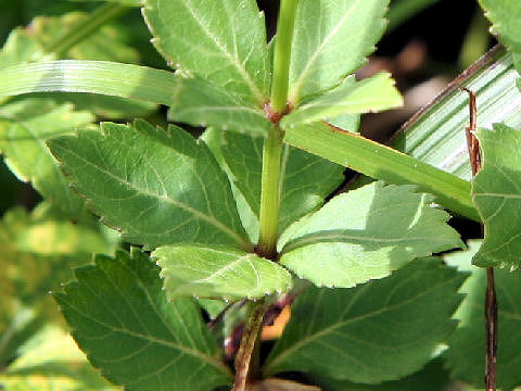 Adenophora triphylla
