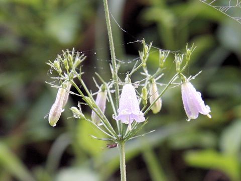 Adenophora triphylla