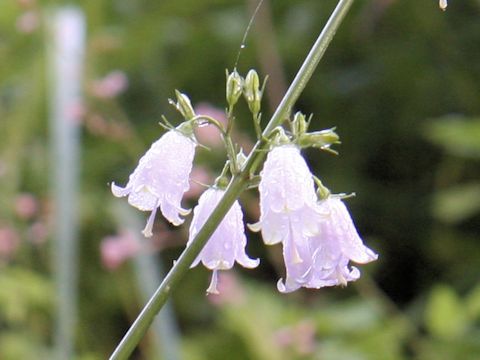 Adenophora triphylla