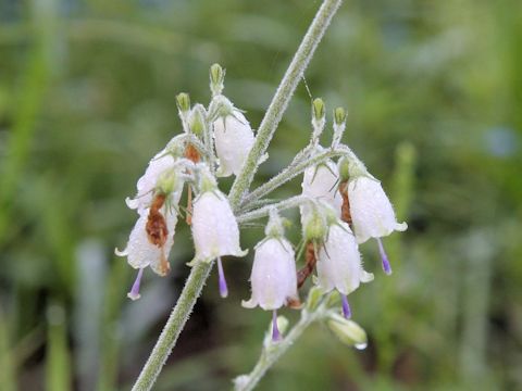 Adenophora triphylla