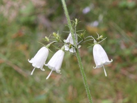 Adenophora triphylla