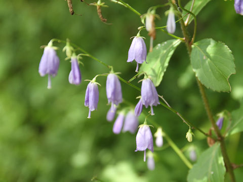 Adenophora triphylla