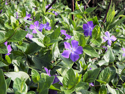 Vinca major