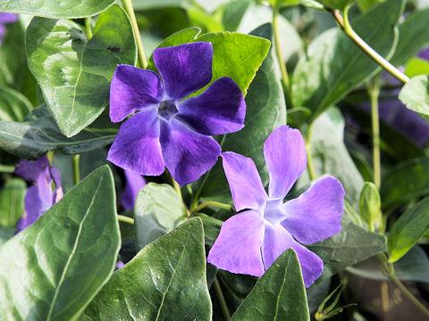 Vinca major