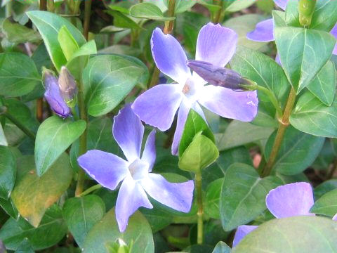 Vinca major