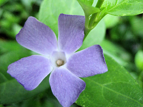 Vinca major