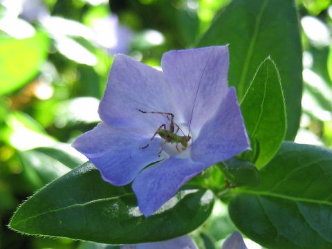 Vinca major