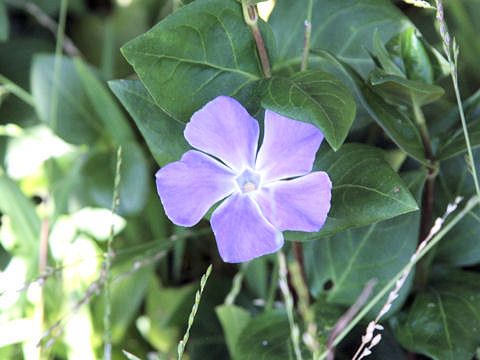 Vinca major