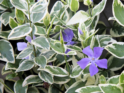 Vinca major