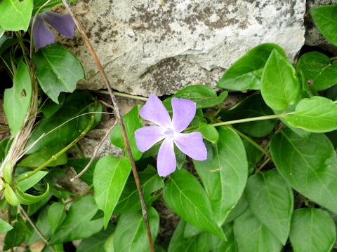 Vinca major