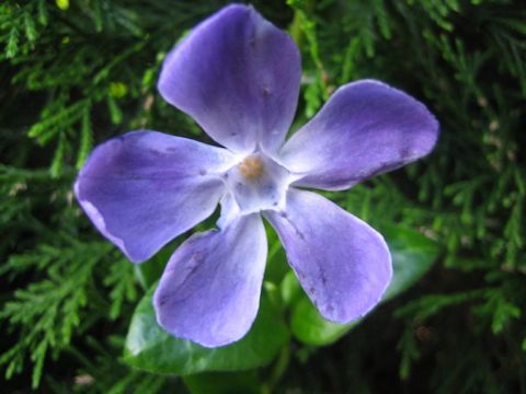 Vinca major