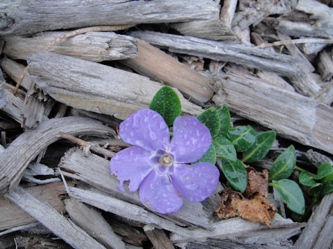 Vinca major