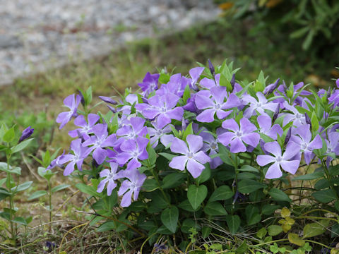 Vinca major